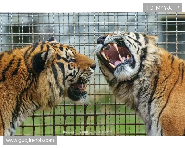 动物总动员十分钟开奖倒计时精彩上演 动物总动员十分钟开奖倒计时精彩上演